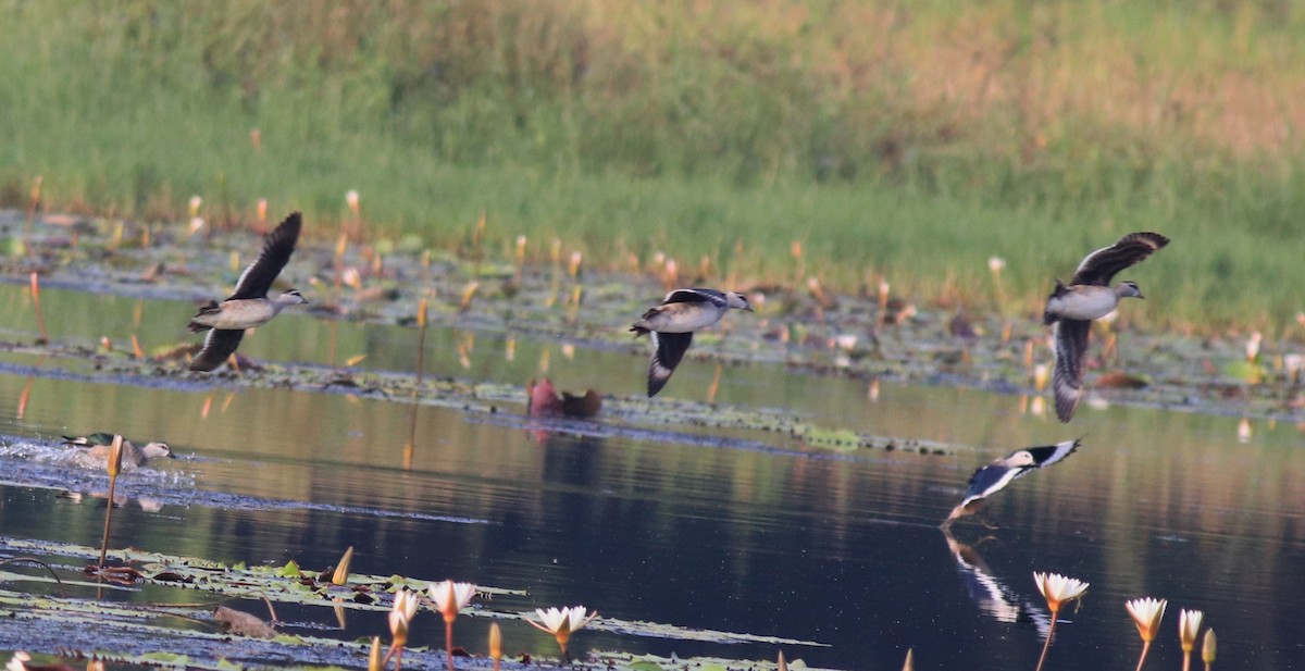 Cotton Pygmy-Goose - ML620695819