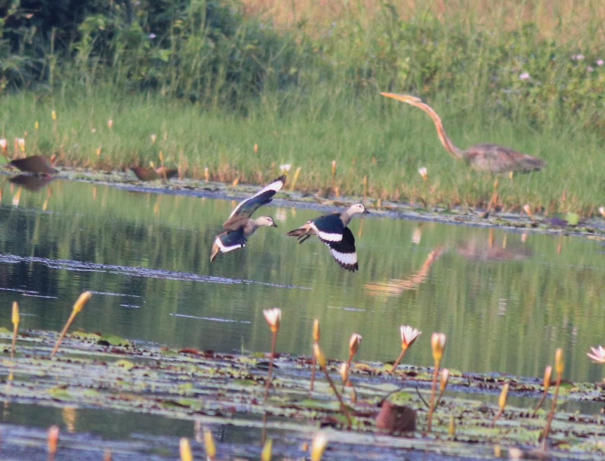 Cotton Pygmy-Goose - ML620695820