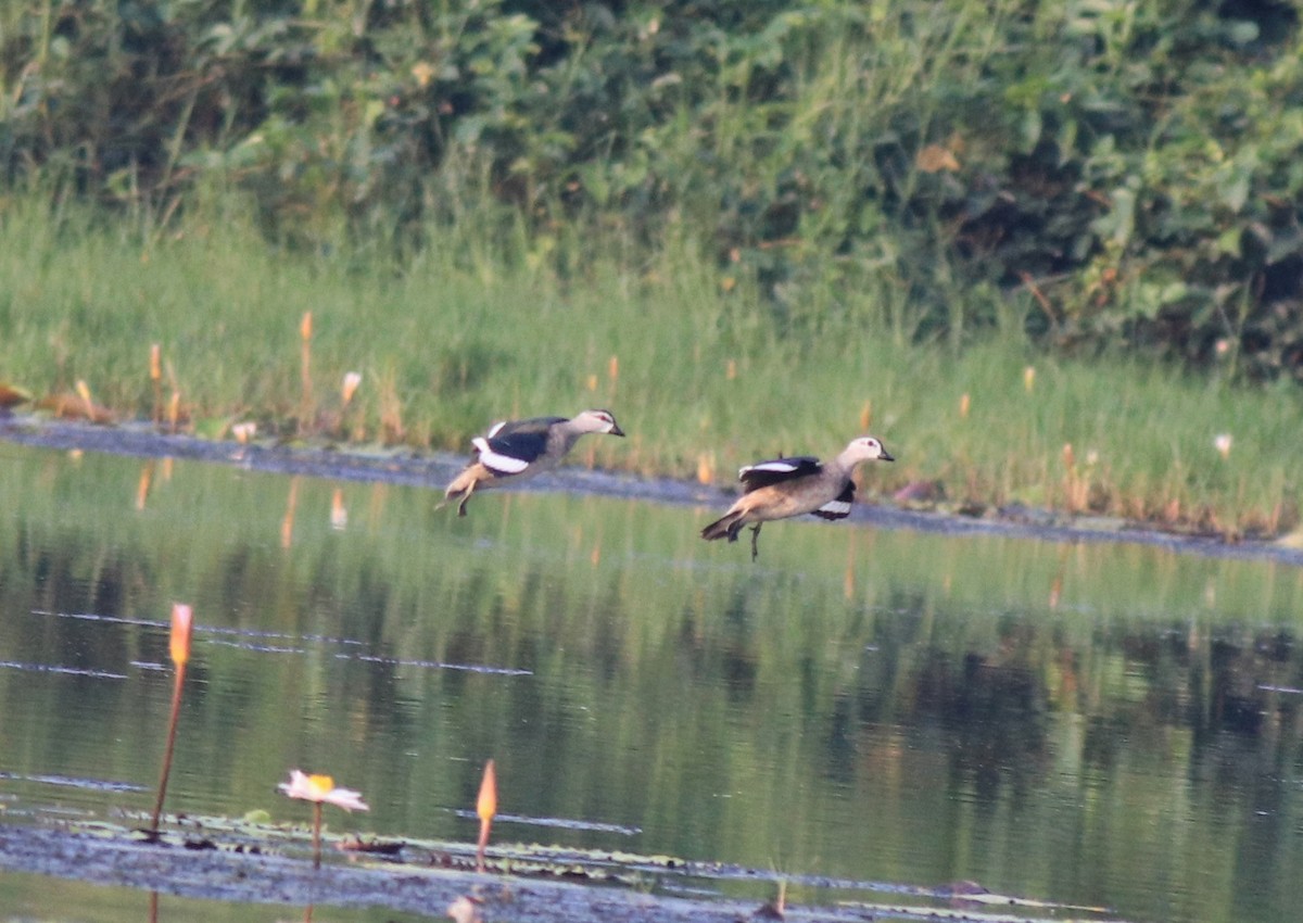 Cotton Pygmy-Goose - ML620695821