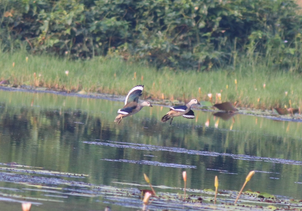 Cotton Pygmy-Goose - ML620695822