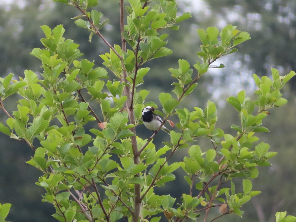 White Wagtail - ML620695824