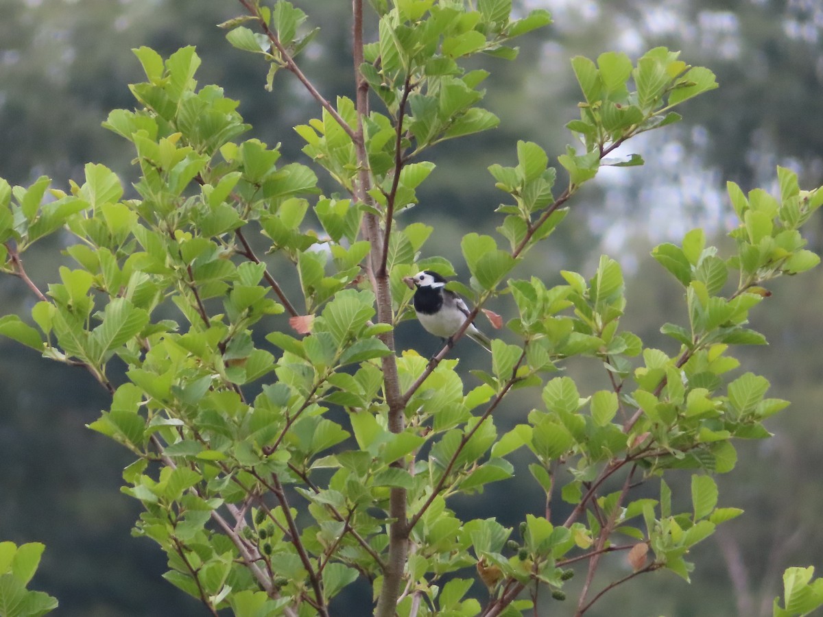 White Wagtail - ML620695825