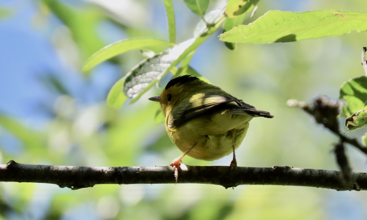 Wilson's Warbler - ML620695826