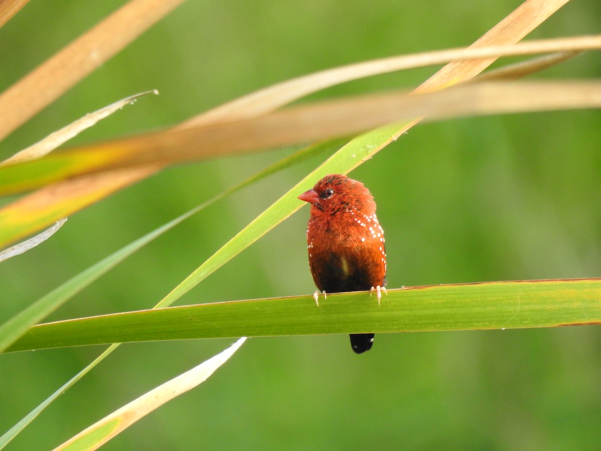 Red Avadavat - ML620695829