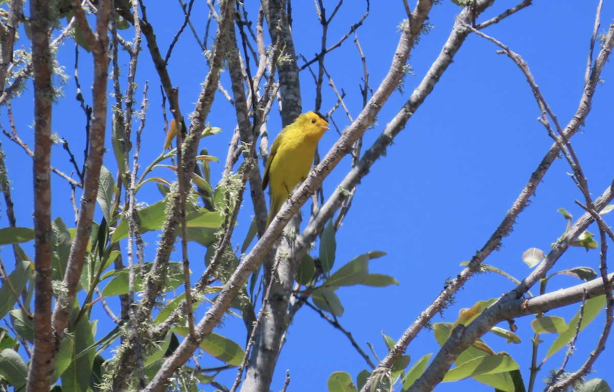 Wilson's Warbler - ML620695830