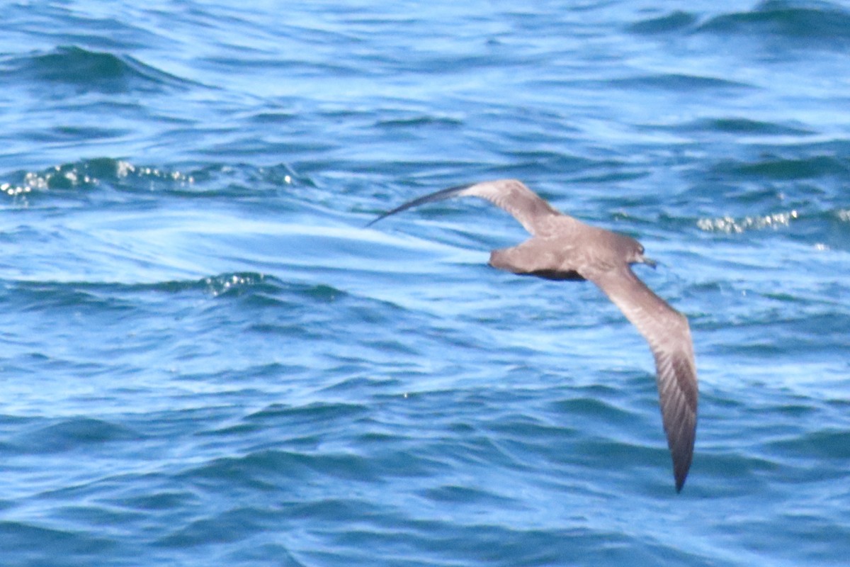 Sooty Shearwater - ML620695831