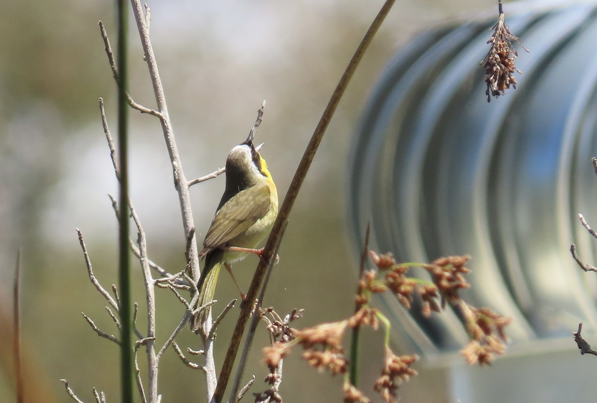 Common Yellowthroat - ML620695841