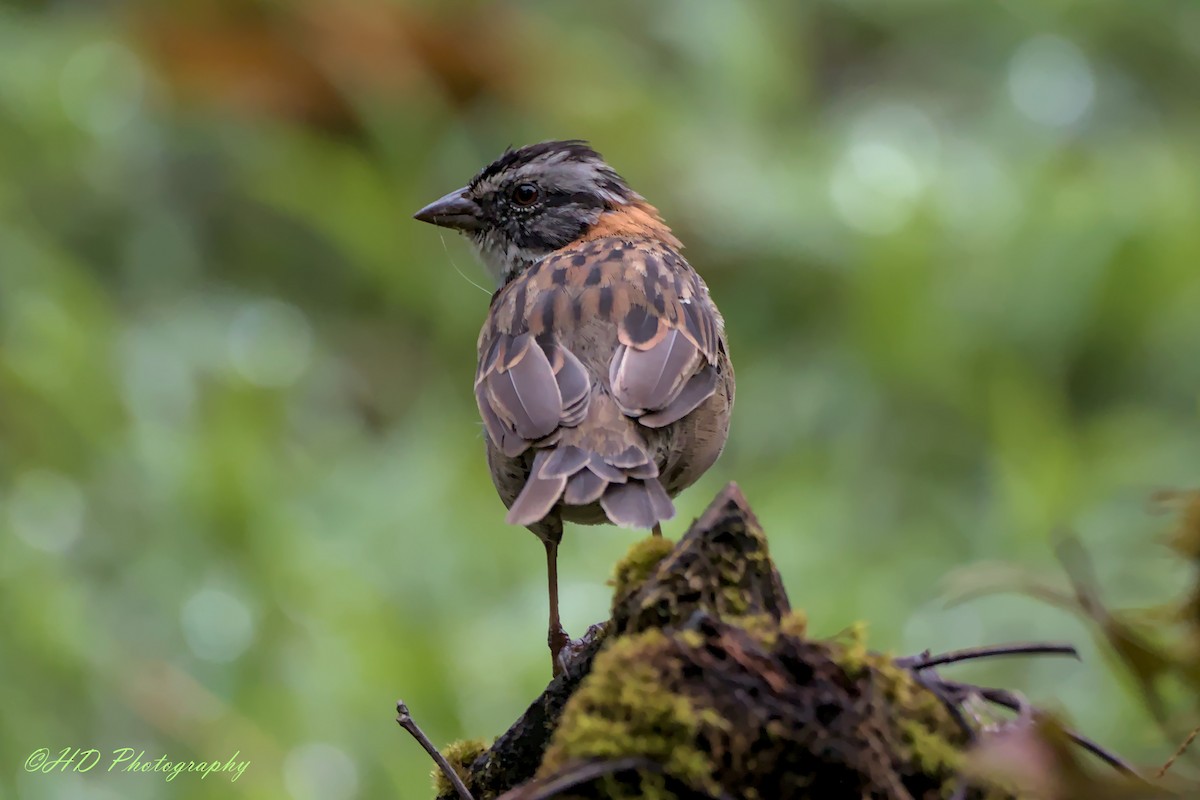 Rufous-collared Sparrow - ML620695843