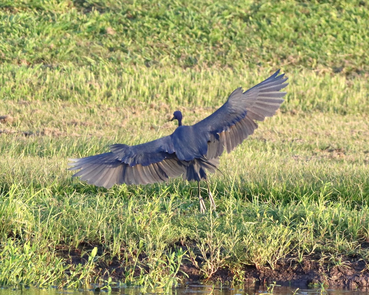 Little Blue Heron - ML620695844