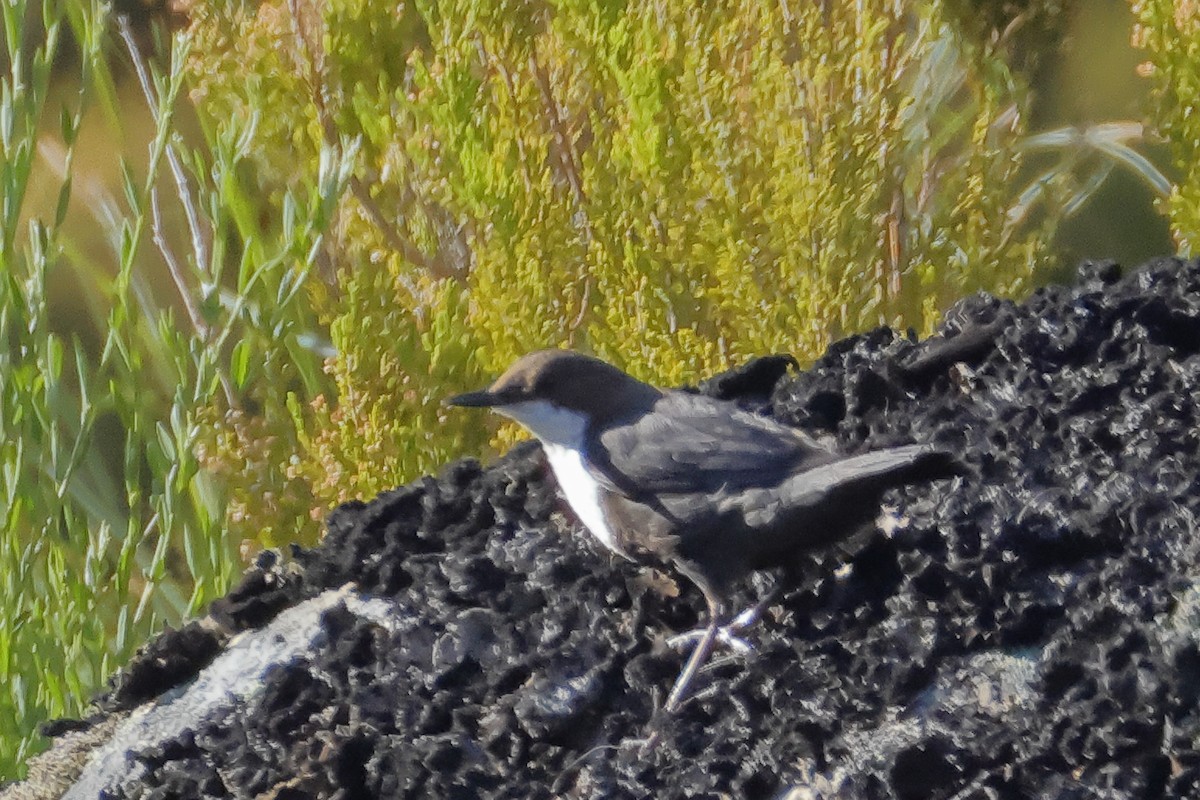 White-throated Dipper - ML620695845