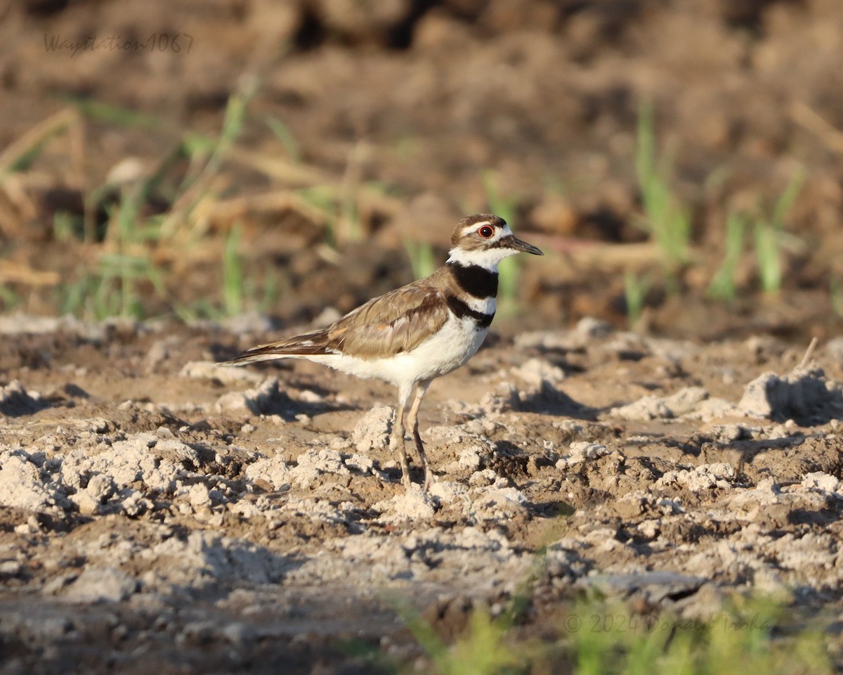 Killdeer - Donald Troha