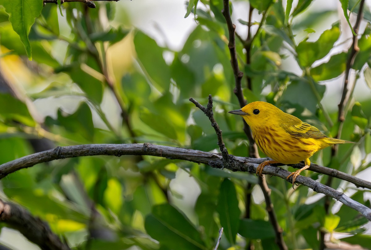 Yellow Warbler - ML620695848