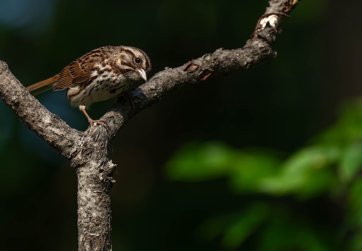 Song Sparrow - ML620695849