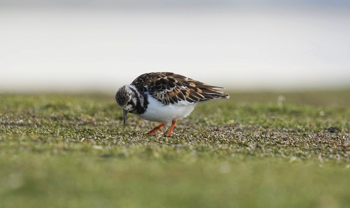 Ruddy Turnstone - ML620695850