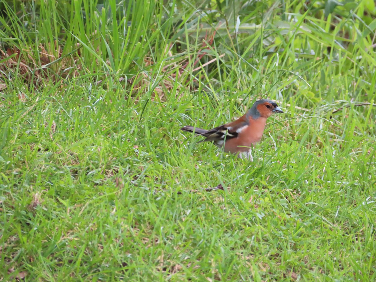 Common Chaffinch - ML620695855