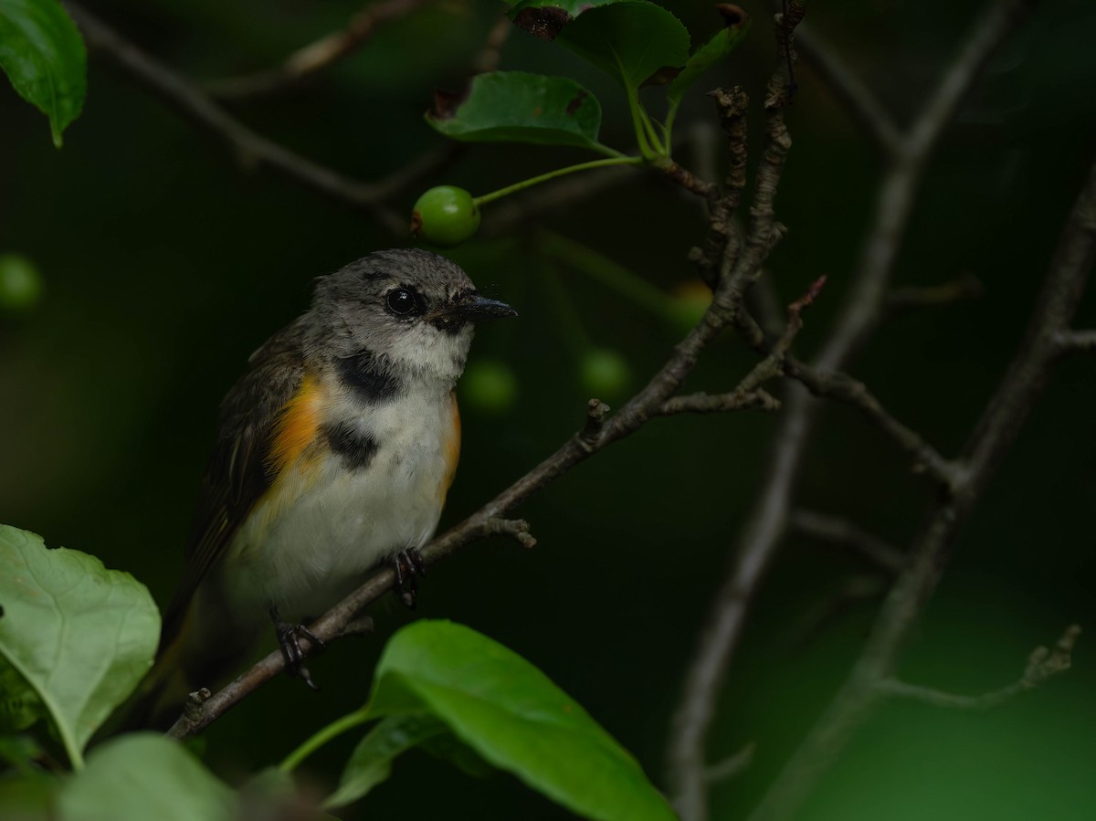 American Redstart - ML620695864