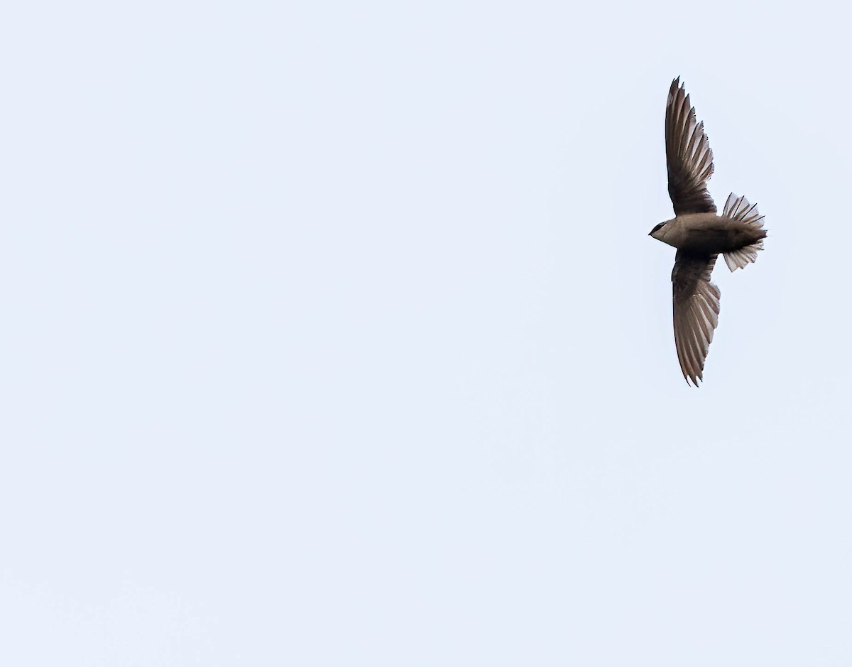 Chimney Swift - ML620695867