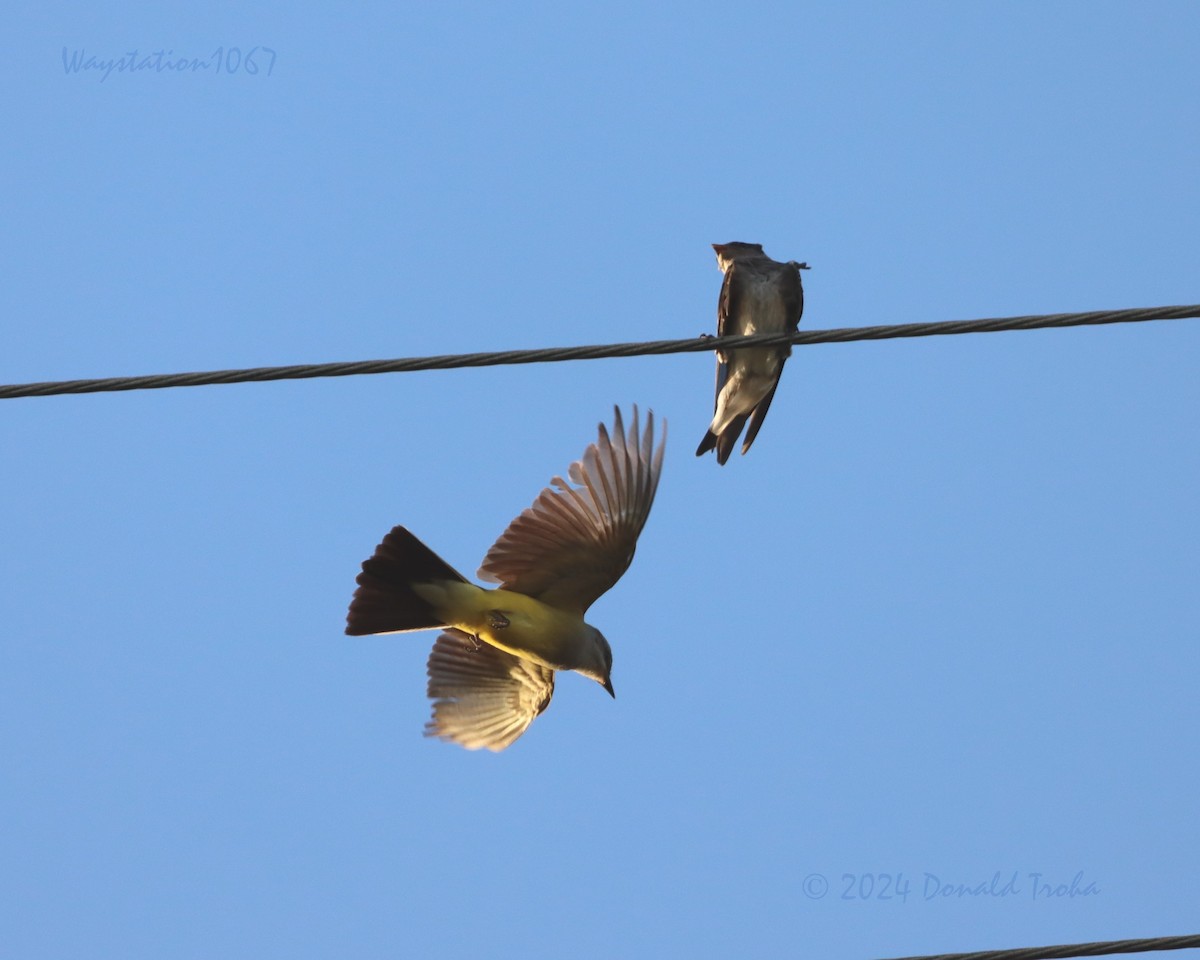 Western Kingbird - ML620695871