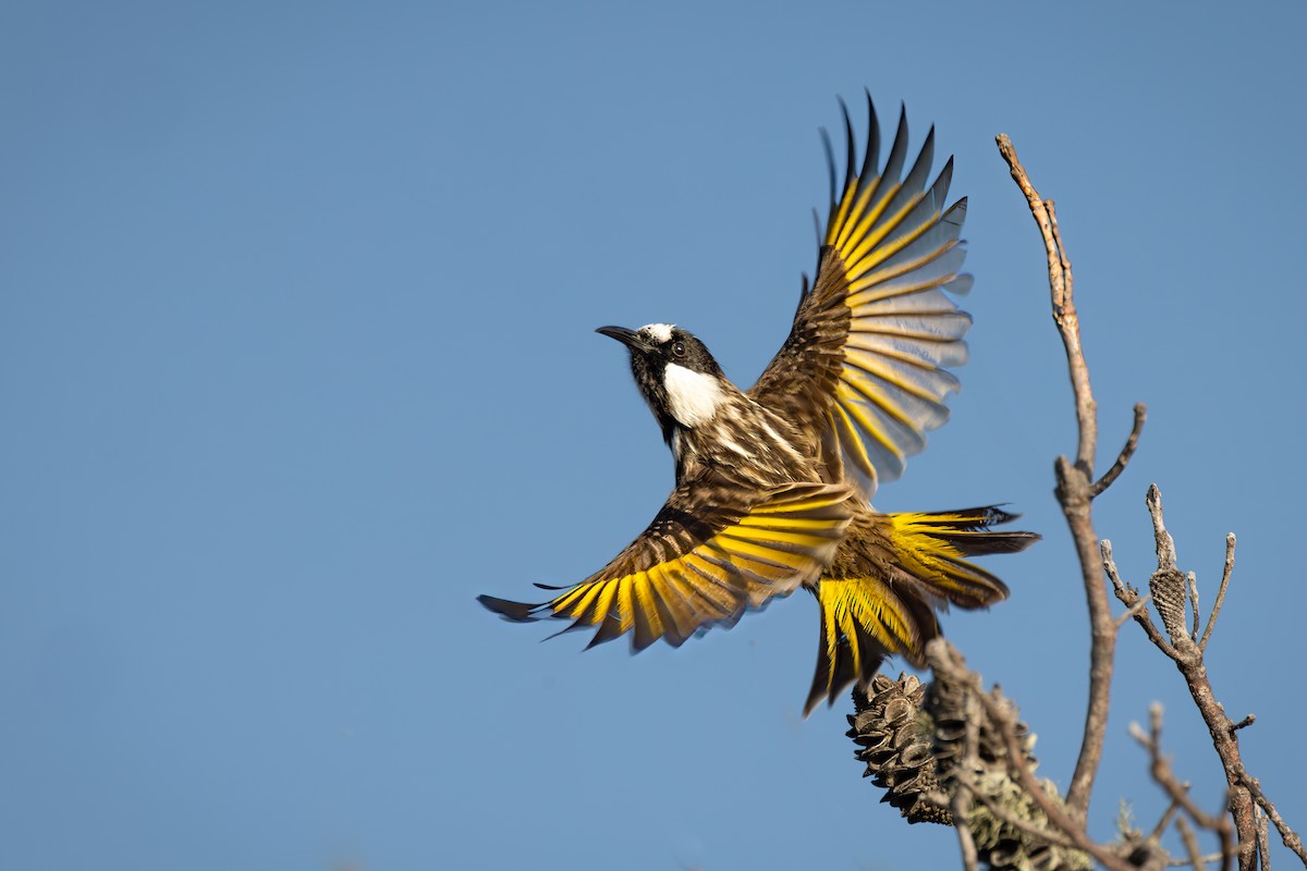 White-cheeked Honeyeater - ML620695873