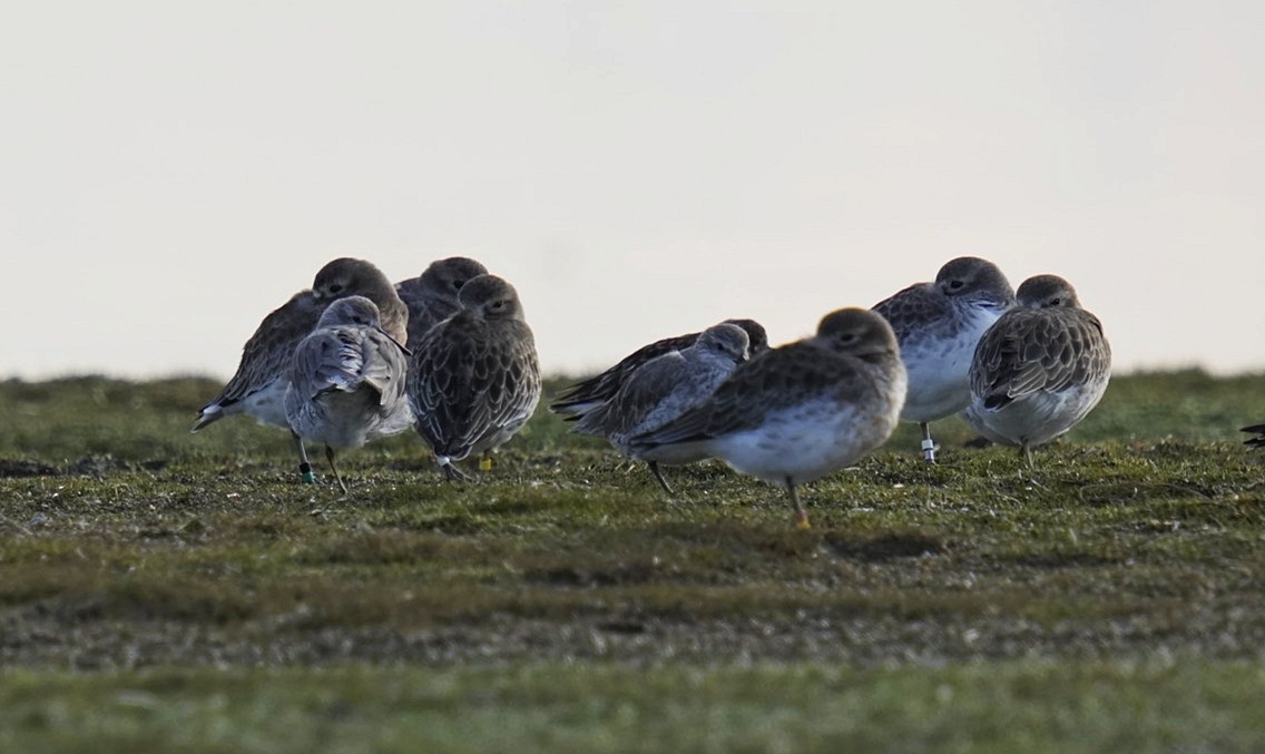 Red Knot - ML620695879