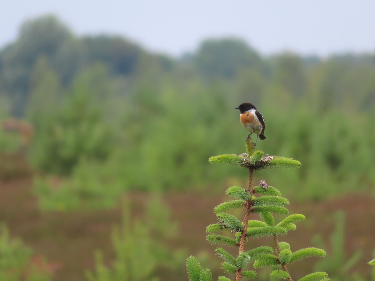 European Stonechat - ML620695881