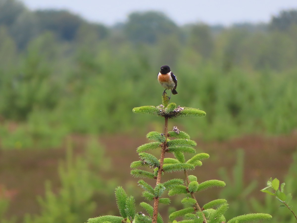 European Stonechat - ML620695882