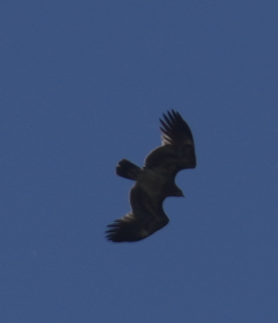 Greater Spotted Eagle - Zhongyu Wang