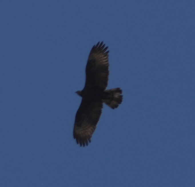 Oriental Honey-buzzard - ML620695885