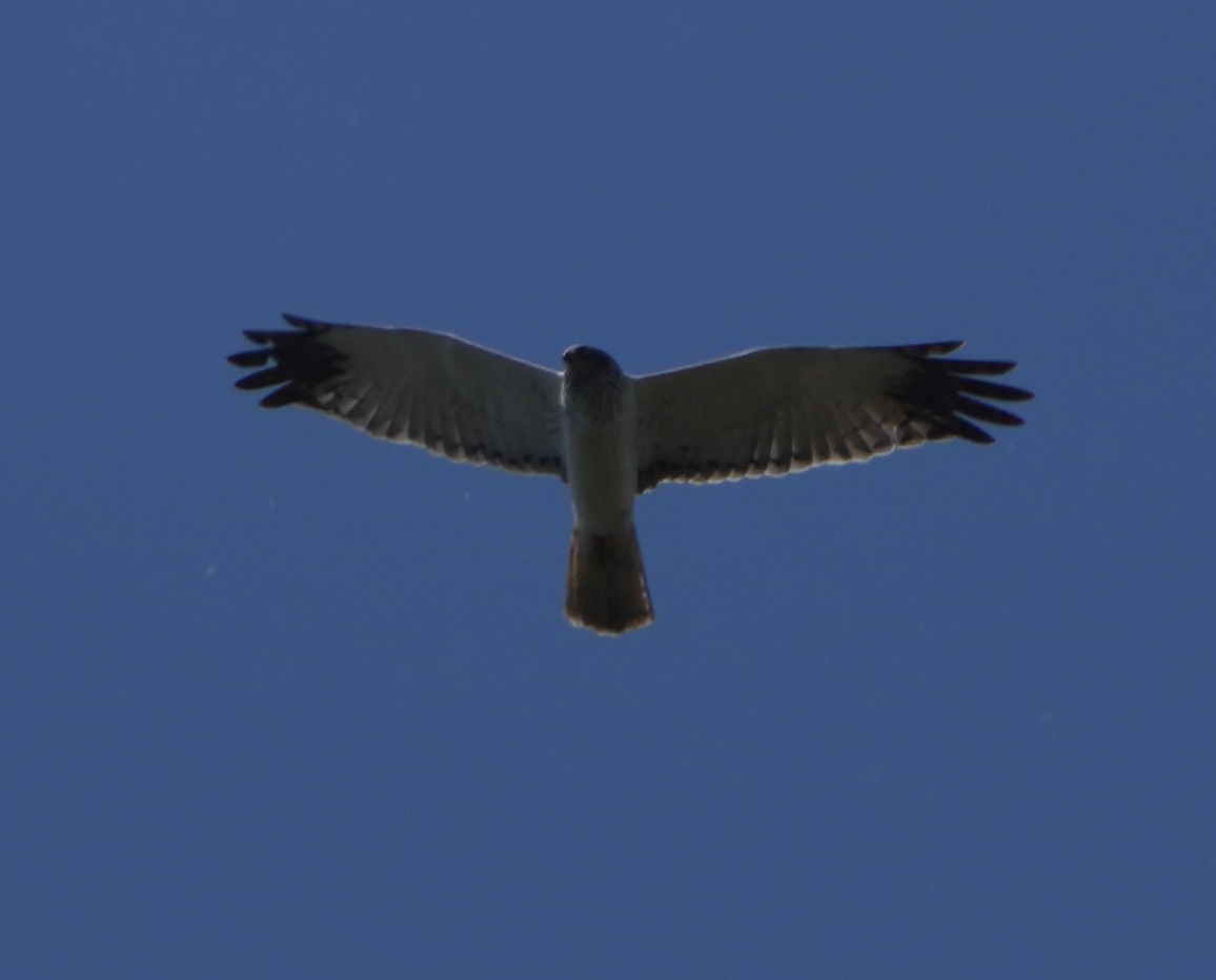 Eastern Marsh Harrier - ML620695887