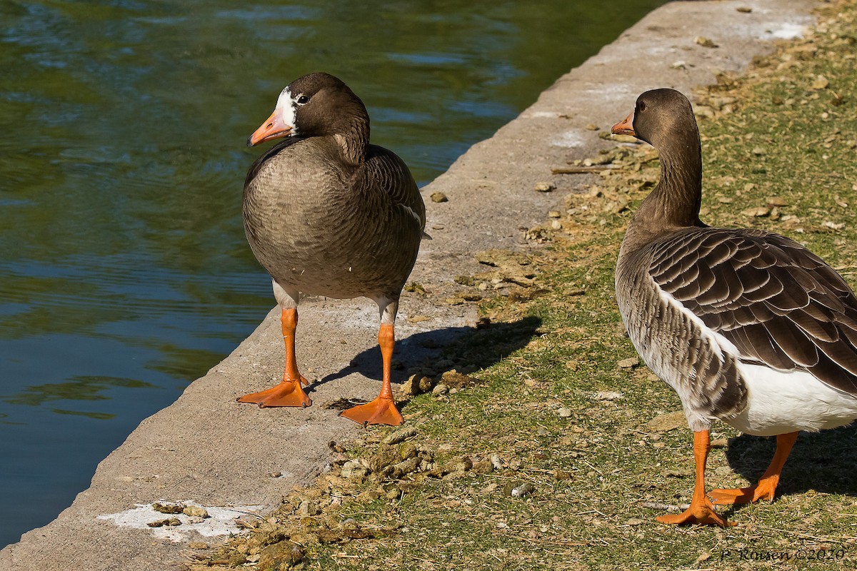 Greater White-fronted Goose - ML620695890