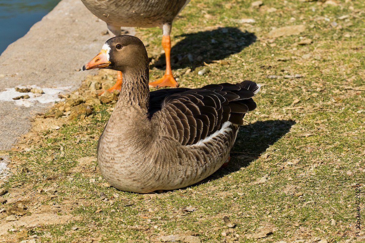Greater White-fronted Goose - ML620695891