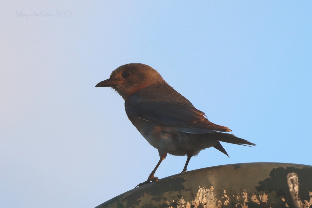 Eastern Bluebird - Donald Troha