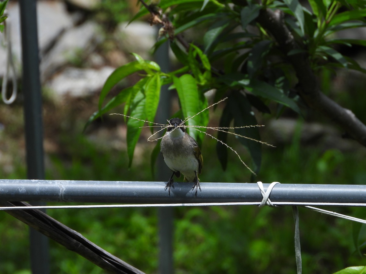 Light-vented Bulbul (formosae/orii) - ML620695895