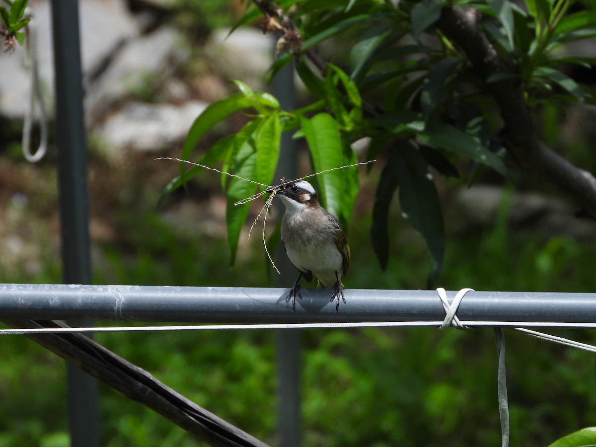 Light-vented Bulbul (formosae/orii) - ML620695896