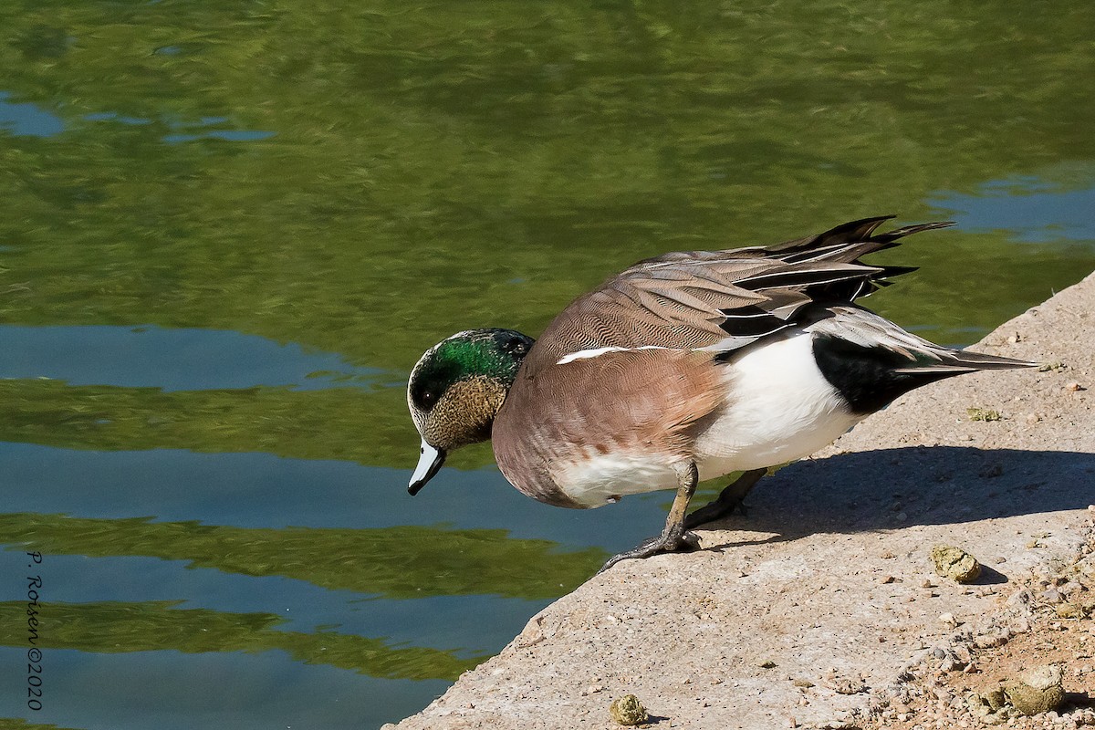 American Wigeon - ML620695898