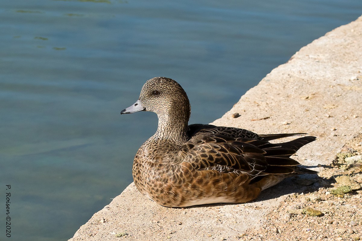 Canard d'Amérique - ML620695899