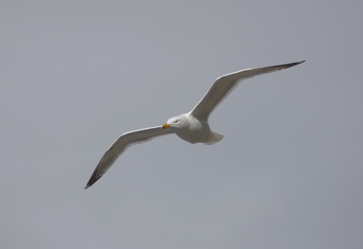 Goéland argenté - ML620695901