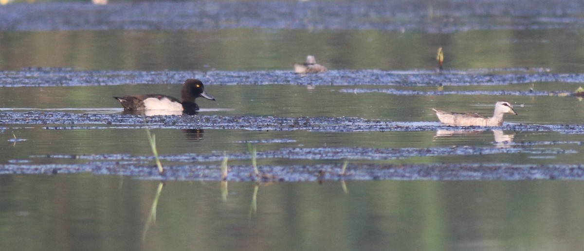 Cotton Pygmy-Goose - ML620695907