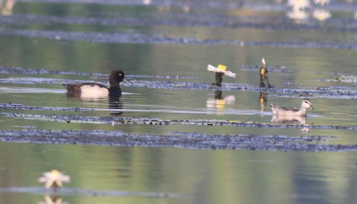 Cotton Pygmy-Goose - Afsar Nayakkan