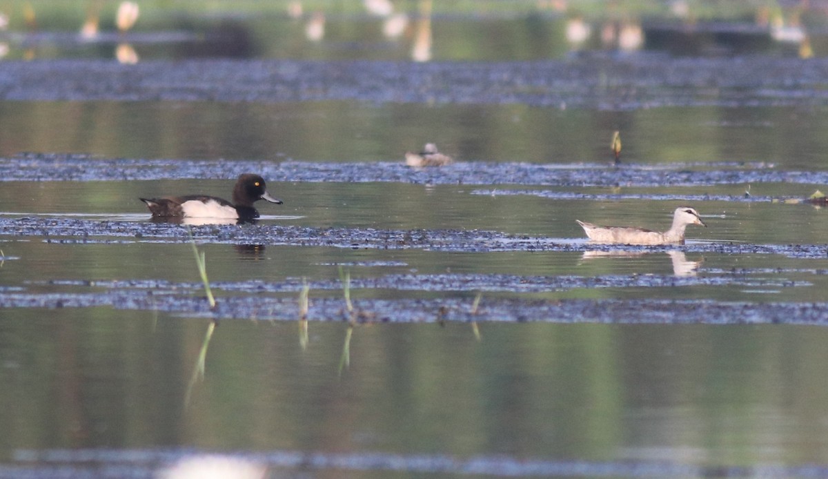 Cotton Pygmy-Goose - ML620695909