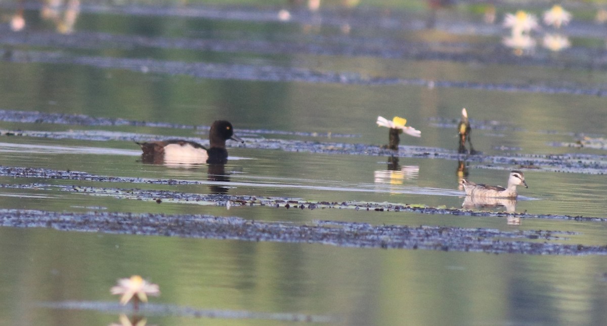 Cotton Pygmy-Goose - ML620695911