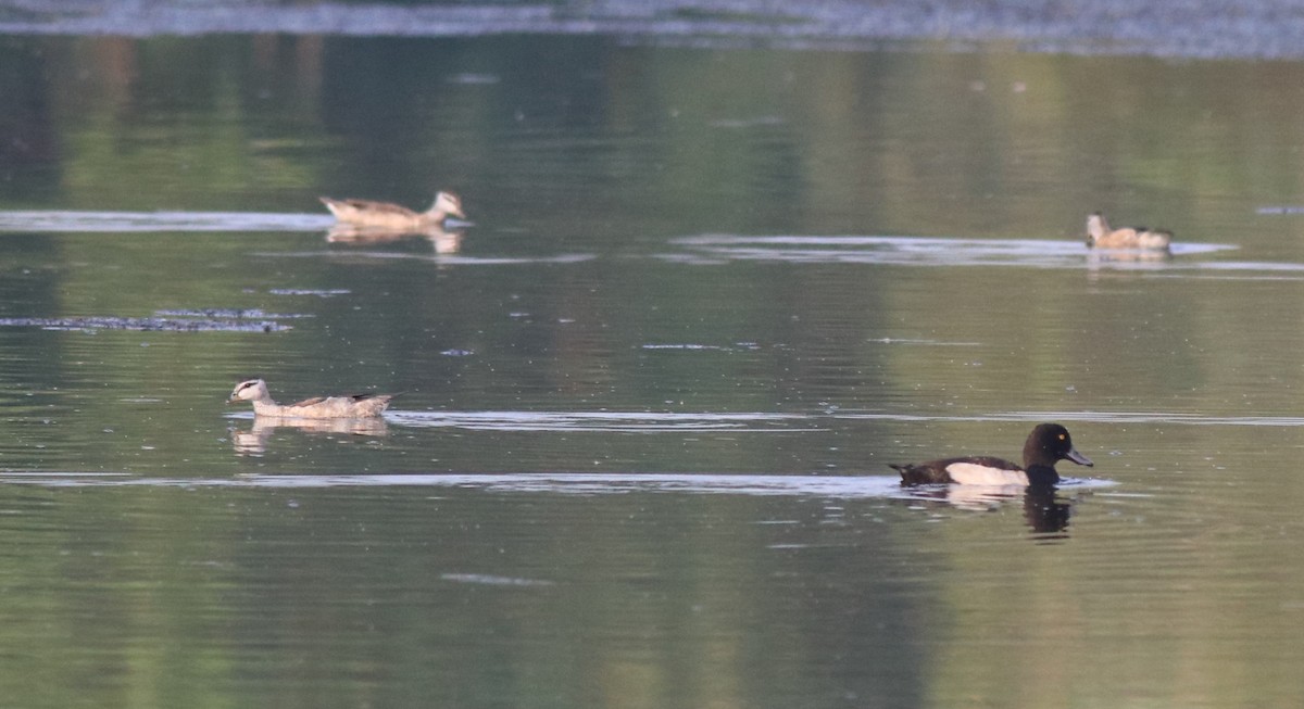 Cotton Pygmy-Goose - ML620695915