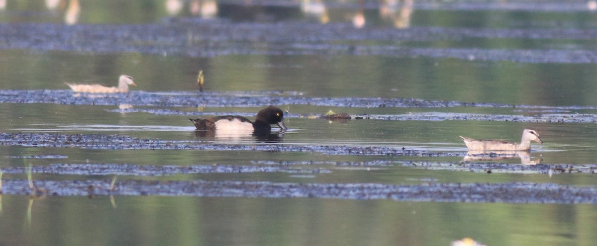 Cotton Pygmy-Goose - ML620695916