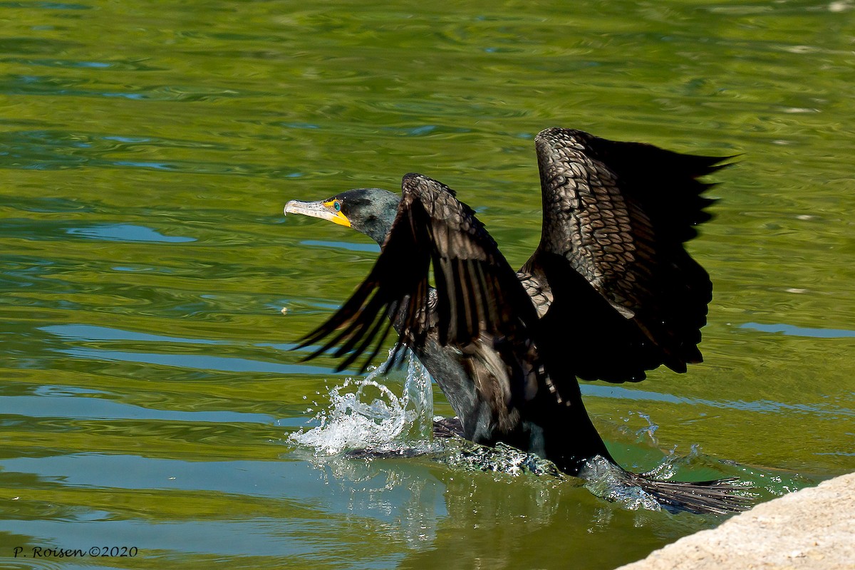 Double-crested Cormorant - ML620695918