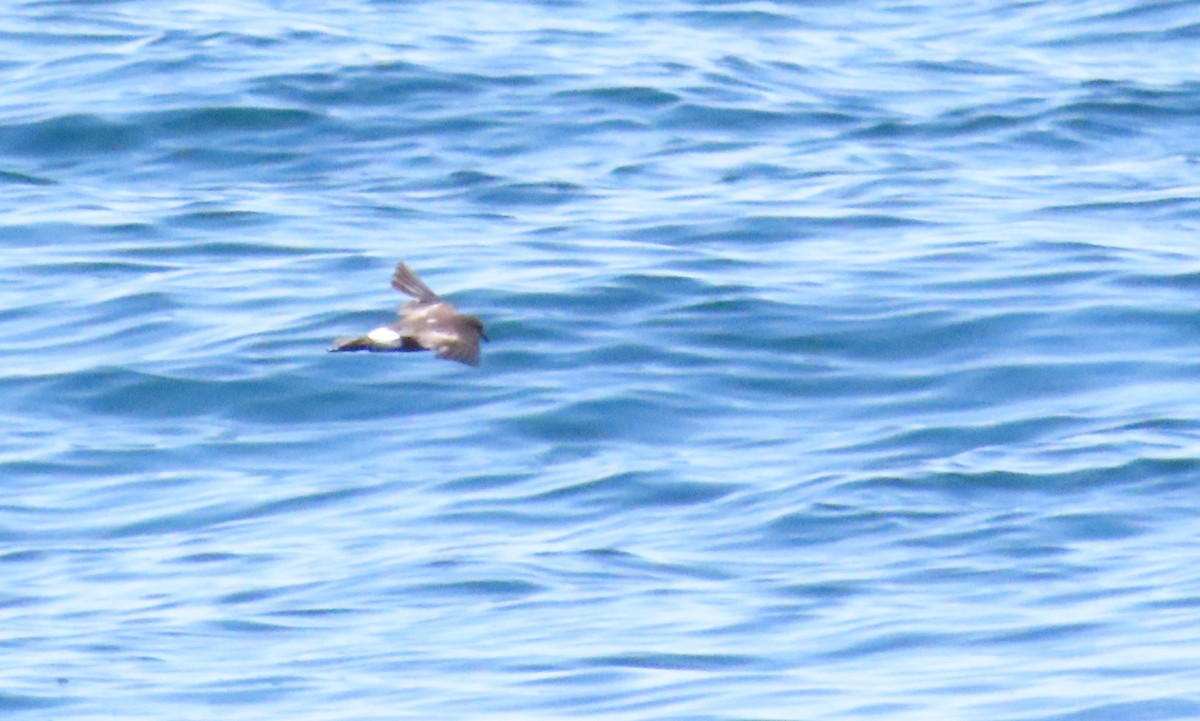 黃蹼洋海燕 - ML620695921