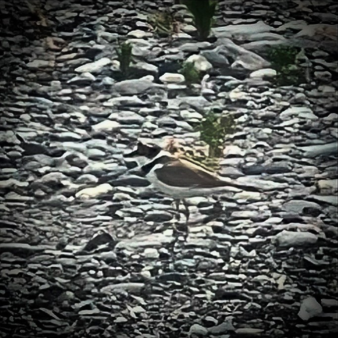 Little Ringed Plover - ML620695923