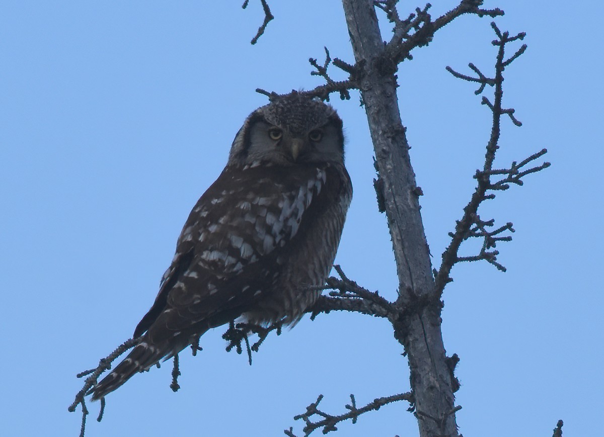Northern Hawk Owl (American) - David Roberts