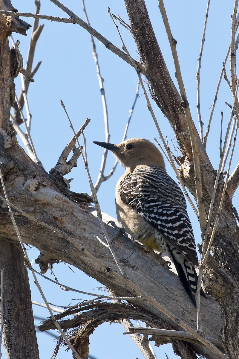 Gila Woodpecker - ML620695928