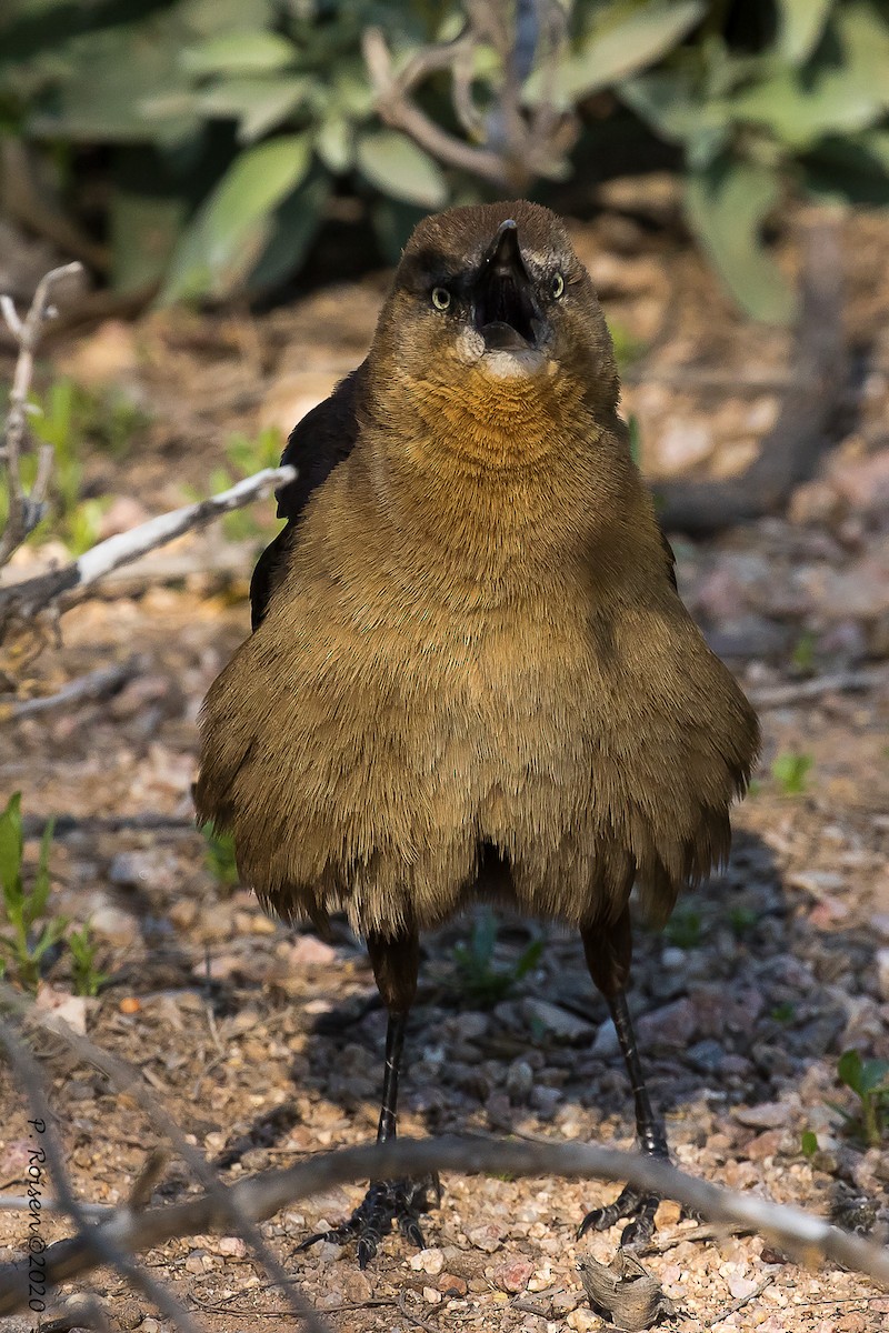 Great-tailed Grackle - ML620695931