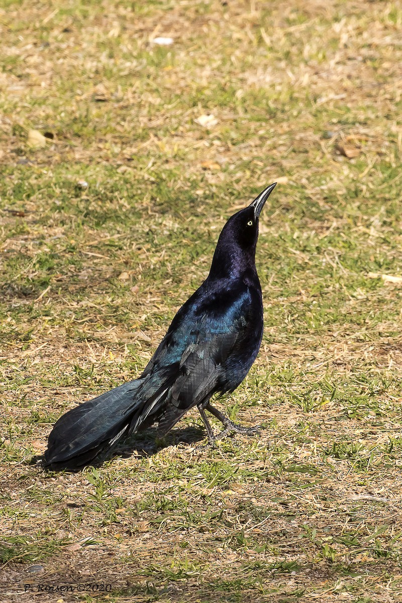 Great-tailed Grackle - ML620695932